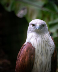 close up of a eagle