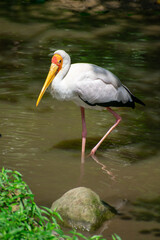 white stork ciconia