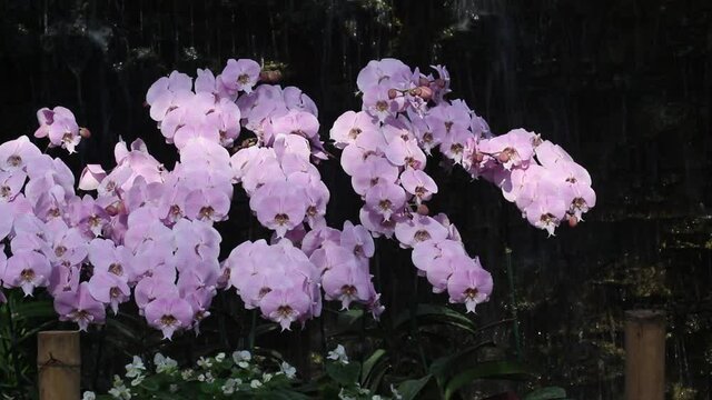 Light pink or purple vanda orchids flowers on waterfall view nature background