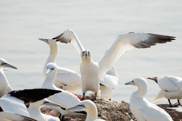 Fototapeta na wymiar A group of gannets, one standing with spread wings between sitting birds