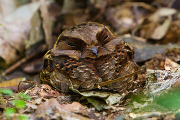 Collared Nightjar, Gactornis narrates, on the ground in Madagascar.