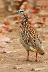 Crested Francolin, Dendroperdix sephaena