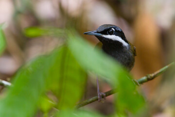 Crossley's Vanga, Mystacornis crossleyi