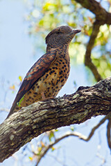 Cuckoo Roller, Leptosomus discolor