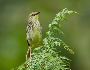 Drakensberg Prinia, Prinia hypoxantha