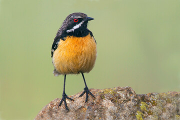 Orange-breasted Rock-Jumper, Chaetops aurantius
