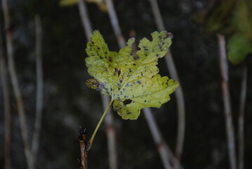 Foglia autunnale di ribes rosso in giardino sotto la pioggia