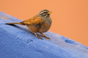 Huisgors, House Bunting, Emberiza sahari