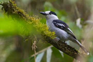 Hook-billed Vanga