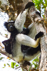 Indri