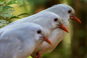 Kagu, Rhynochetos jubatus