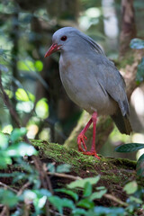 Kagu, Rhynochetos jubatus