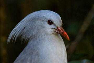 Kagu, Rhynochetos jubatus