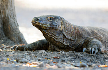 Komodovaraan, Komodo Dragon, Varanus komodoensis