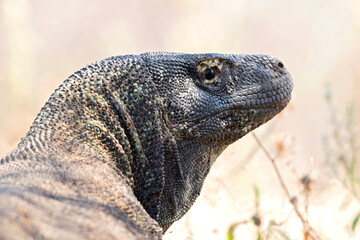 Komodovaraan, Komodo Dragon, Varanus komodoensis