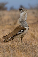 Koritrap, Kori Bustard, Ardeotis kori