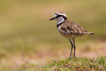 Madagascar Plover