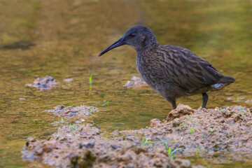 Madagascan Rail, Rallus madagascariensis