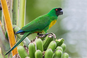 Masked Shining-Parrot, Prosopeia personata