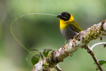 Nelicourvi Weaver, Ploceus nelicourvi