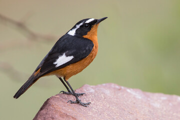 Diadeemroodstaart, Moussier's Redstart, Phoenicurus moussieri