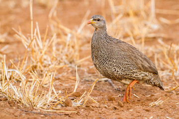Natal Francolin, Pternistis natalensis