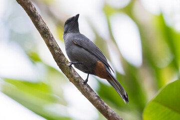 New Caledonian Cuckooshrike, Edolisoma anale