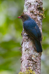 Nuthatch Vanga, Hypositta corallirostris