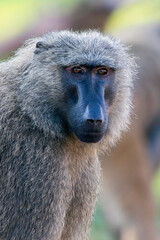Olive Baboon, Papio anubis