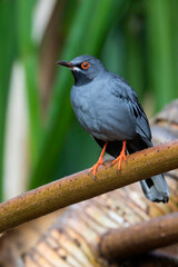 Northern Red-legged Thrush, Turdus plumbeus plumbeus