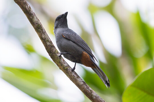 New Caledonian Cuckooshrike, Edolisoma anale