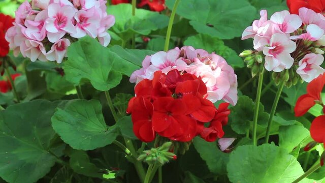 Coloful flowers pelargonium zonale or multicolored cluster of  zonal germanium blooming in garden nature plant background