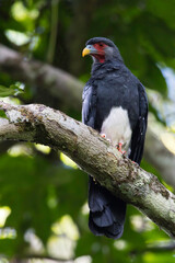 Red-throated Caracara