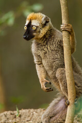 Red-fronted brown Lemur, Eulemur rufifrons