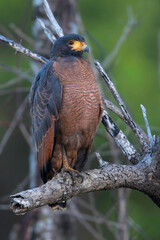 Rufous Crab Hawk, Buteogallus aequinoctialis