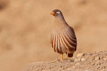 Zandpatrijs, Sand Partridge