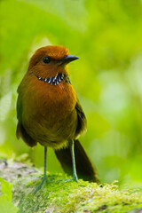 Rufous-headed Ground Roller, Atelornis crossleyi