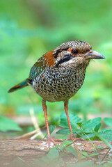 Scaly Ground Roller, Geobiastes squamiger