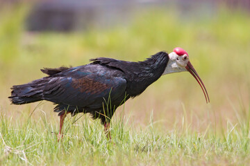 Southern Bald Ibis, Geronticus calvus