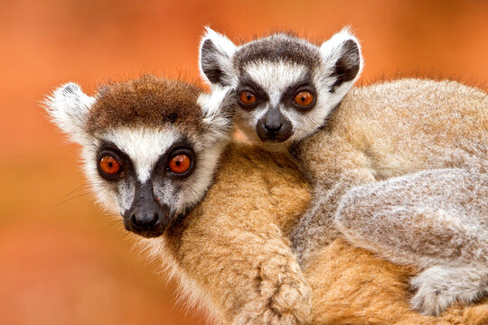 Ringstaartmaki, Ring-tailed Lemur, Lemur catta