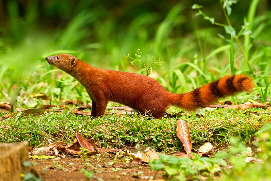 Ringstaartmangoest, Ring-tailed mongoose, Galidia elegans