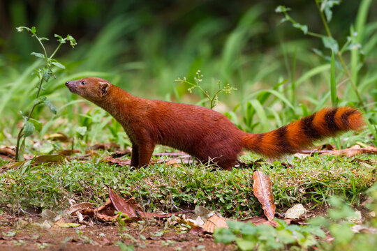 Ring-tailed Mongoose, Galidia elegans