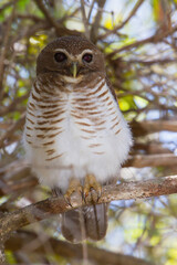 White-browed Owl