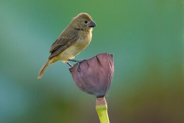 Wing-barred Seedeater, Sporophila americana