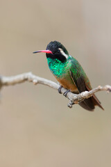 Xantus's Hummingbird, Basilinna xantusii