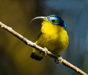 Yellow-bellied Sunbird-Asity, Neodrepanis hypoxantha