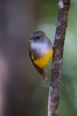 Yellow-bellied Robin, Microeca flaviventris
