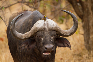 Yellow-billed Oxpecker