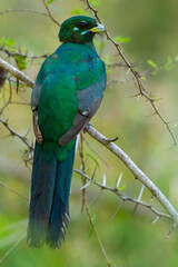 Narina-trogon, Narina trogon, Apaloderma narina
