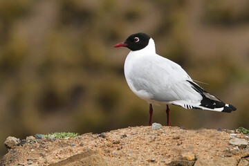 Andesmeeuw, Andean Gull, Chroicocephalus serranus